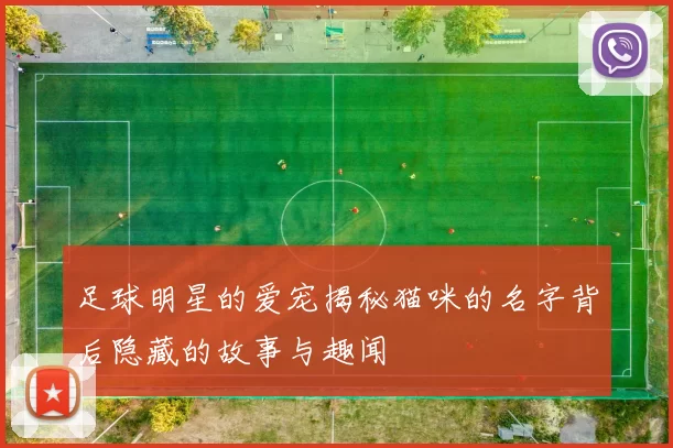足球明星的爱宠揭秘猫咪的名字背后隐藏的故事与趣闻